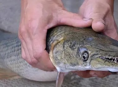 寺庙放生池现1.2米长鳄雀鳝，这种鱼放生后会有哪些危害？