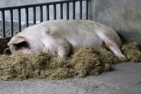 13岁的“猪坚强”再次引起大家关注，为何网友更担心肉价问题？