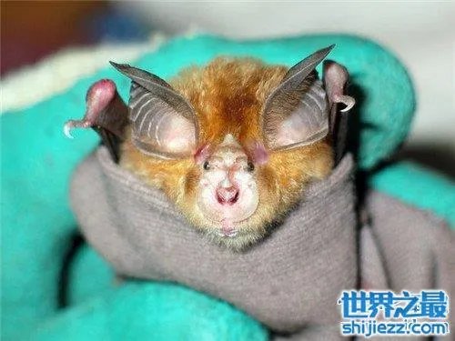 中华菊花蝠是SARS病毒传播源头 潜在多种病毒危害