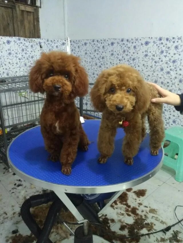 我家泰迪不喜欢小公狗怎么办