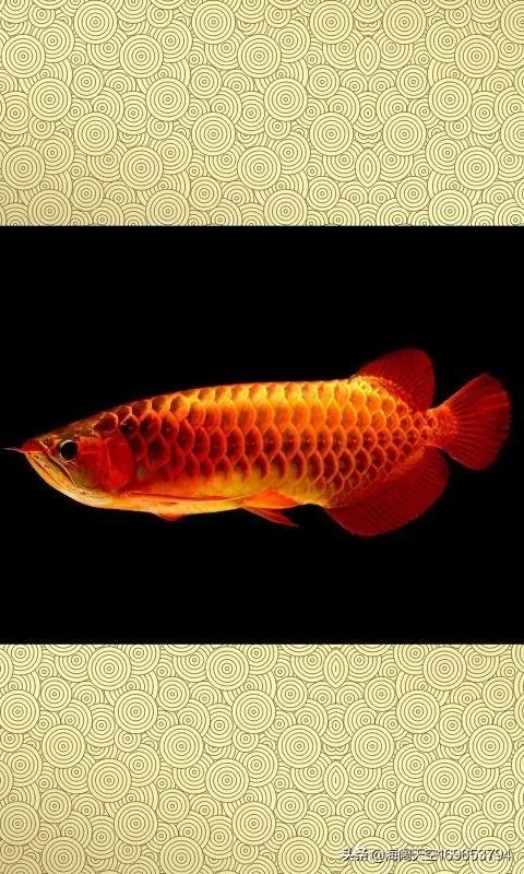 陕西安康中心医院补助抗疫一线医护拿400元,医院领导拿8000元。你怎么看?