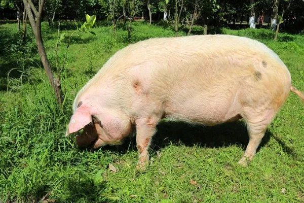 13岁的“猪坚强”再次引起大家关注，为何网友更担心肉价问题？