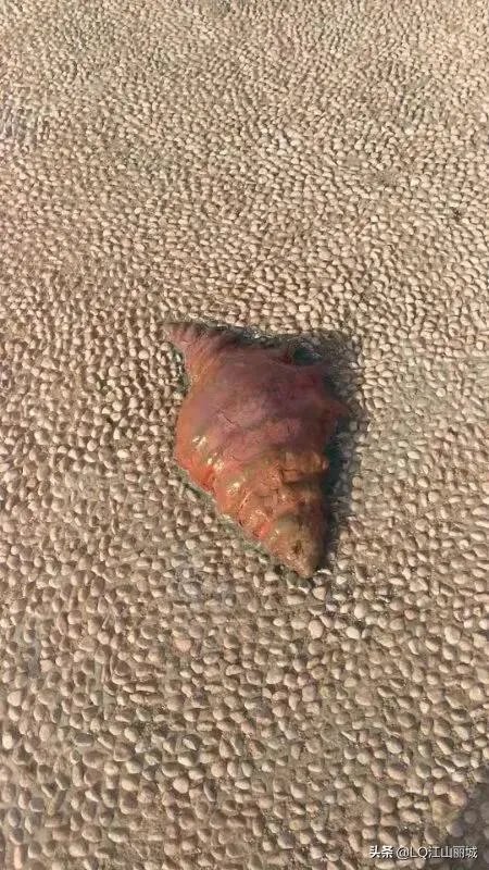 网传李小璐PGone跳同款舞,你怎么看?