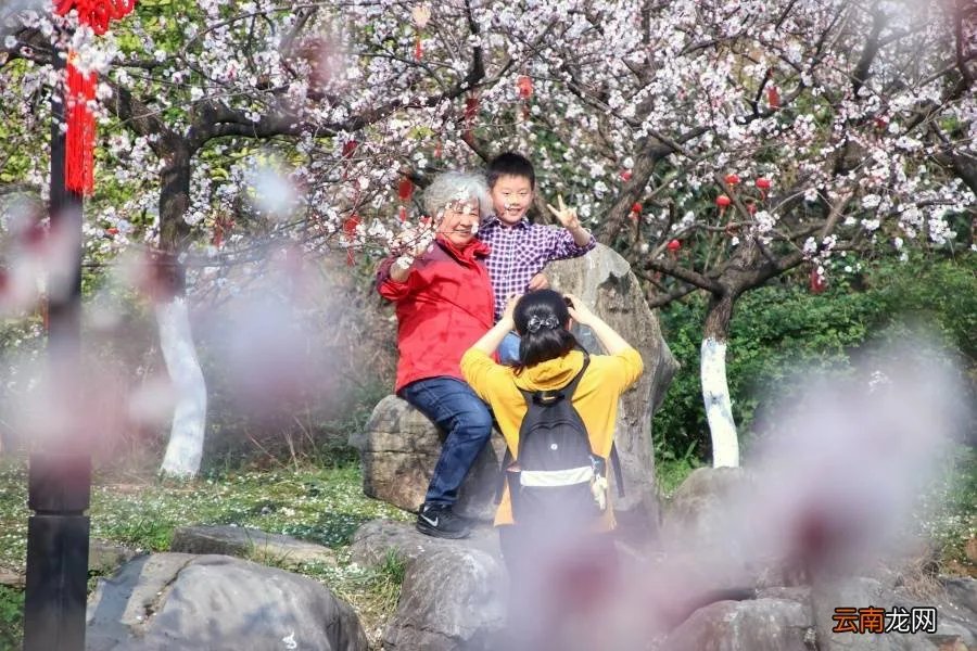 红杏枝头春意闹 红杏枝头春渐悄