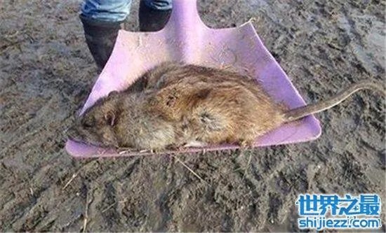 变种巨鼠体型庞大,大多数体型超过一只成年的猫