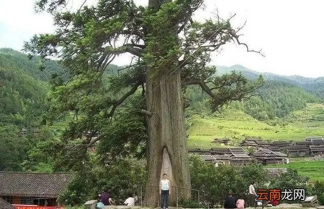 十年树木的下一句，怎么理解十年树木百年树人这句话
