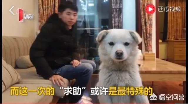 如何看待成都街头流浪小狗求助辅警，守候路边等他下班，最终被收养？