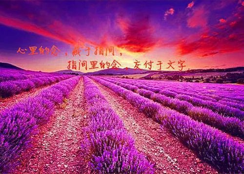 林忆安顾子铭小说 林忆安顾子铭免费阅读