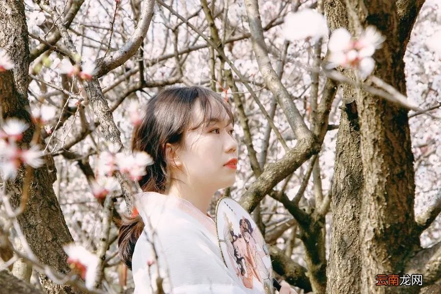 红杏枝头春意闹 红杏枝头春渐悄