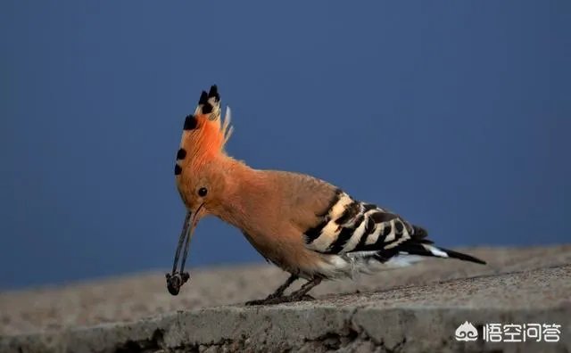 增距镜如何使用?