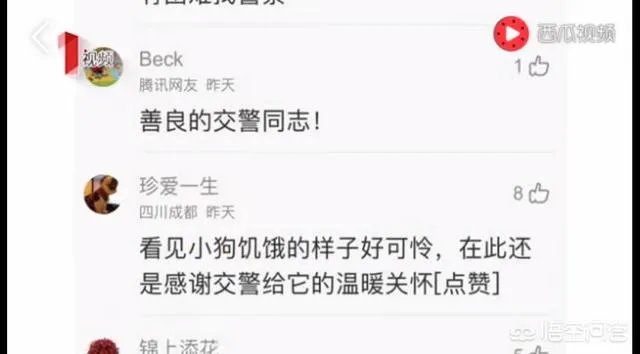 如何看待成都街头流浪小狗求助辅警，守候路边等他下班，最终被收养？