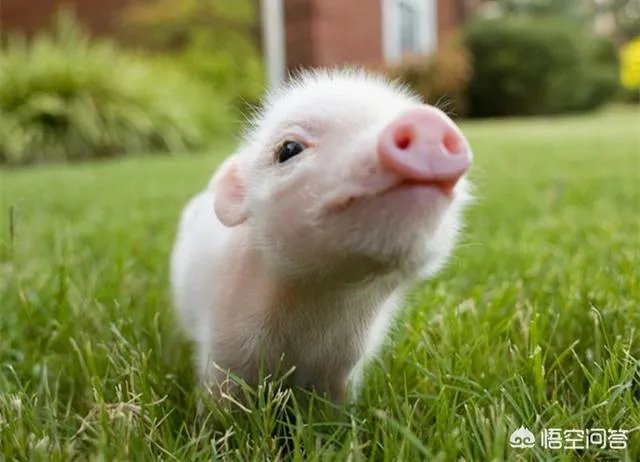 成功“复活死亡猪脑”有什么意义？