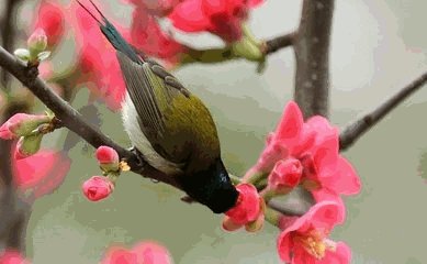 独赢算不算加时赛