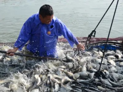 四川高温停电致数万斤鱼缺氧死亡!怎样可以将损失降到最低?