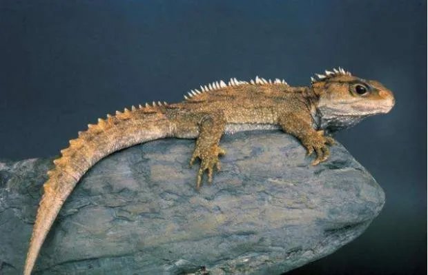 西尔贝跑车最贵的一款有多酷:5000万的西贝尔跑车(图)