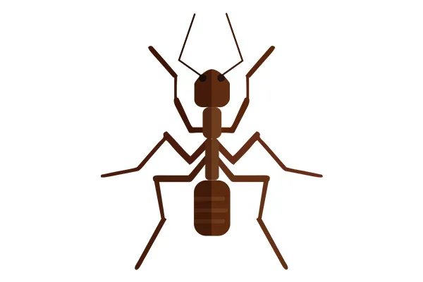 黑蚂蚁的功效与作用