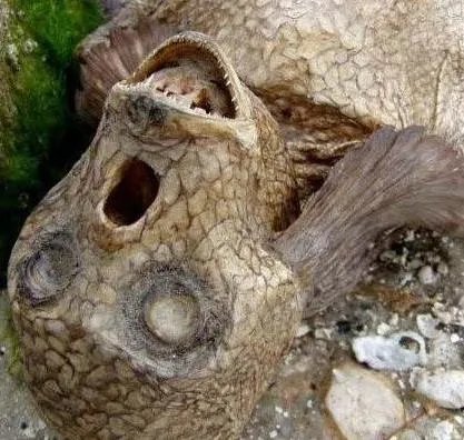 男美人鱼真身吓人图片:丑陋无比(组图)