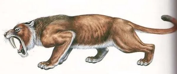 始剑齿虎的形态特征