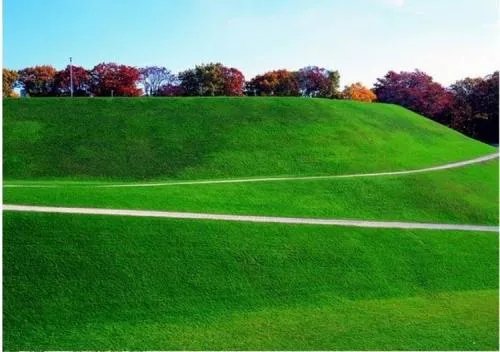 内蒙古培养出耐踩草坪,这种草坪真的可以随意踩吗?