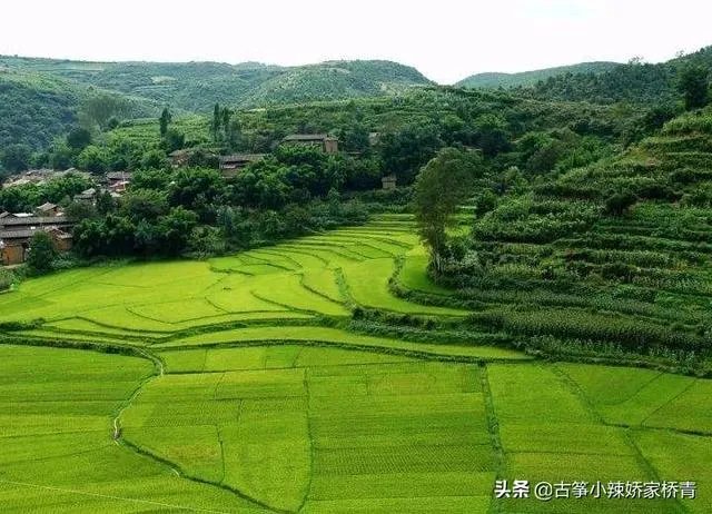 华为与袁隆平合作开发海水稻。你怎样看海水稻经济效益？是否可行？