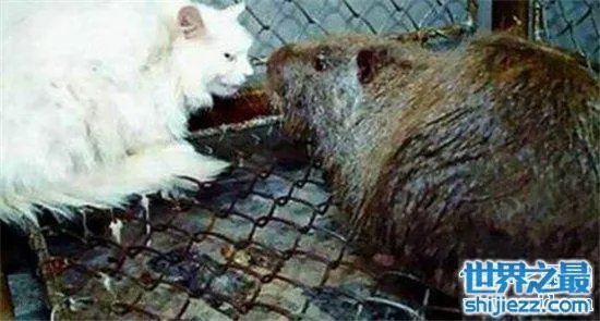 变种巨鼠体型庞大,大多数体型超过一只成年的猫