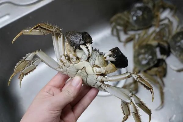 河蟹蒸多长时间能熟?