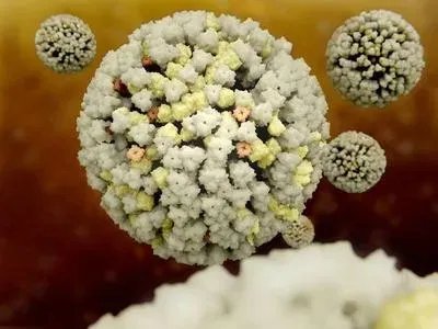 禽流感怎么传染给人 介绍禽流感的传染途径