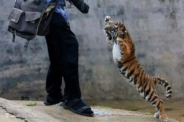 动物园老虎吃人事件后续怎么处理?