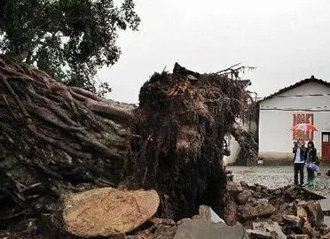 广东1100多岁古榕树倒塌，古榕树倒塌的原因是什么？