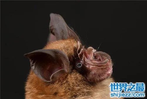 中华菊花蝠是SARS病毒传播源头 潜在多种病毒危害