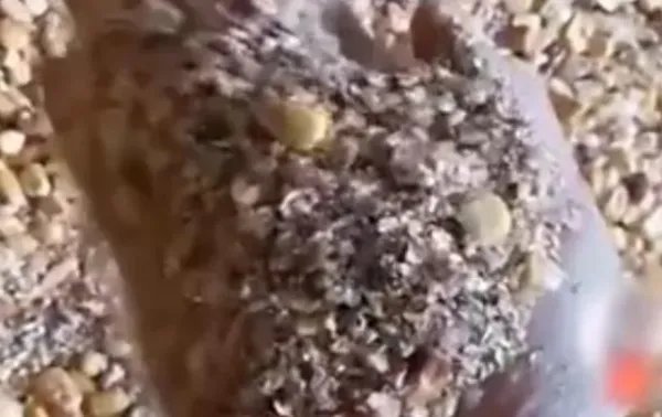 中储粮回应储备粮出现质量问题是怎么回事？