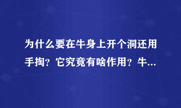 为什么要在牛身上开个洞还用手掏？它究竟有啥作用？牛不会痛吗