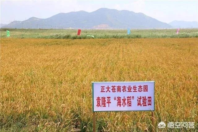 华为与袁隆平合作开发海水稻。你怎样看海水稻经济效益？是否可行？