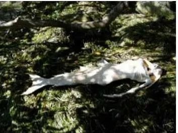 男美人鱼真身吓人图片:丑陋无比(组图)