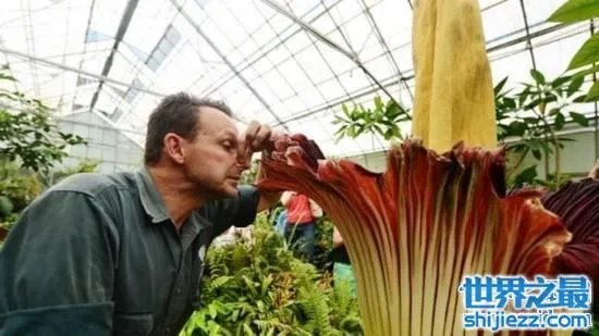 尸臭魔芋最高可达三米,绽放时发出尸体腐烂的气味