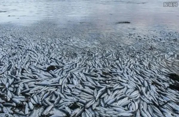 四川高温停电致数万斤鱼缺氧死亡!怎样可以将损失降到最低?