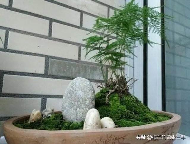 适合养文竹的花盆?