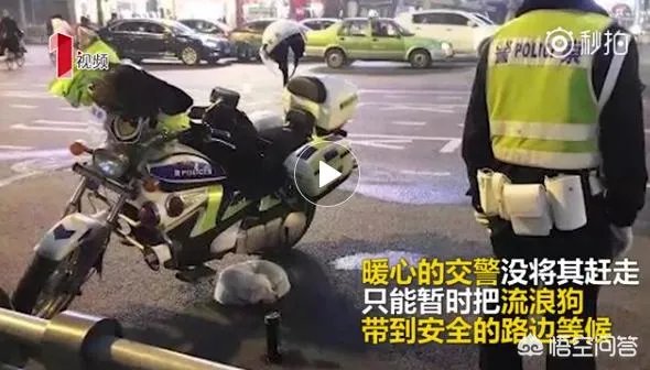 如何看待成都街头流浪小狗求助辅警，守候路边等他下班，最终被收养？