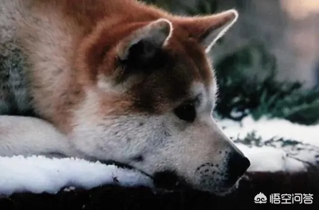 如何看待成都街头流浪小狗求助辅警，守候路边等他下班，最终被收养？