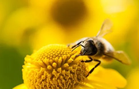 被寄养金毛暴走100多公里回家，为什么动物能够准确记住回家的路？