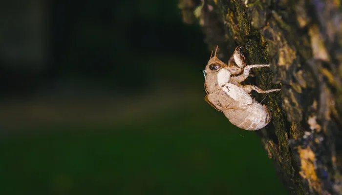 螳螂捕蝉这个成语用来比喻什么 螳螂捕蝉是什么意思